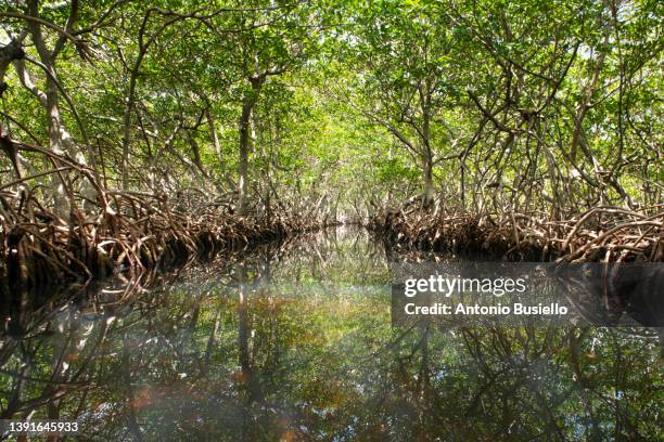 mangrove channel - abu dhabi mangroves stock pictures, royalty-free photos & images