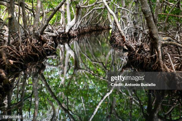 mangrove channel - abu dhabi mangroves stock pictures, royalty-free photos & images