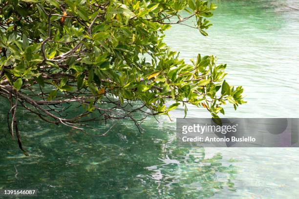 mangrove with clear water - abu dhabi mangroves stock pictures, royalty-free photos & images