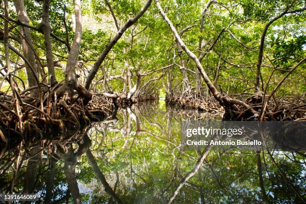 mangrove channel - abu dhabi mangroves stock pictures, royalty-free photos & images