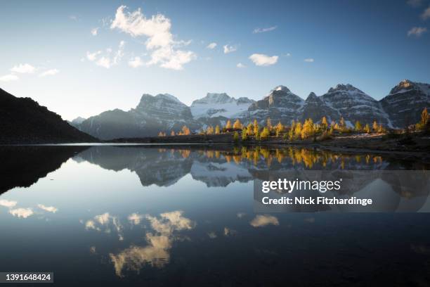 sunrise lights up a stand of larch trees at a lake in larch valley in banff national park - alberta mountains stock pictures, royalty-free photos & images