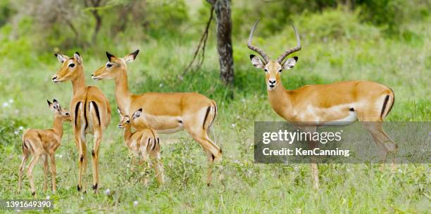 famiglia impala - impala foto e immagini stock