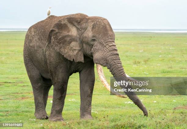 elefante-touro grande com garça de gado - white elephant - fotografias e filmes do acervo