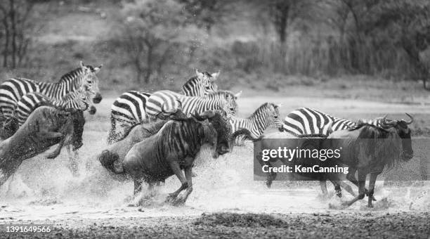 wildebeest and zebra charging across a river. black & white - wildebeest stock pictures, royalty-free photos & images