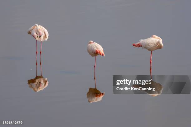 flamingos and reflections - flamingo stock pictures, royalty-free photos & images