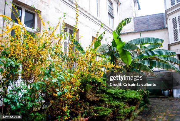 french gardens in a courtyard of buildings in paris - courtyard garden stockfoto's en -beelden