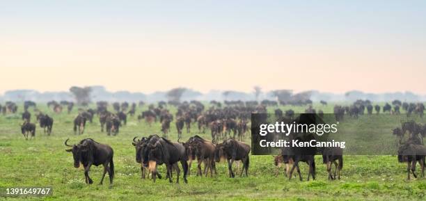 wildebeest herd on the african savannah - wildebeest stock pictures, royalty-free photos & images
