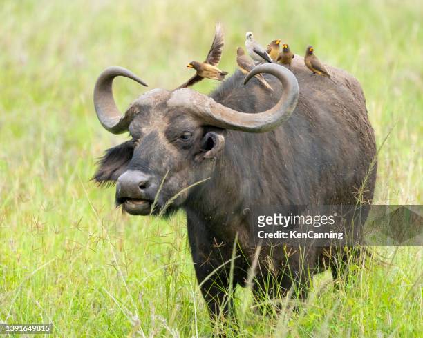 yellow-billed oxpeckers and cape buffalo - oxpecker stock pictures, royalty-free photos & images