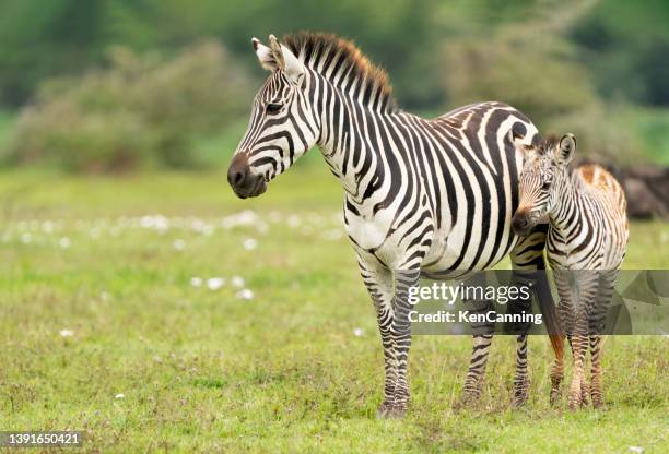 mother zebra with foal - ngorongoro conservation area stock pictures, royalty-free photos & images