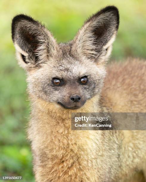 bat-eared fox - rainy season stock pictures, royalty-free photos & images