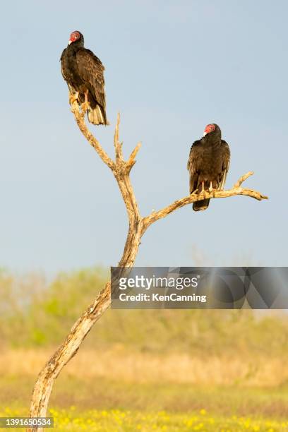 turkey vultures perched in a dead tree limb - ugly bird stock pictures, royalty-free photos & images