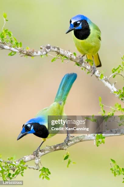 green jays - zangvogels stockfoto's en -beelden