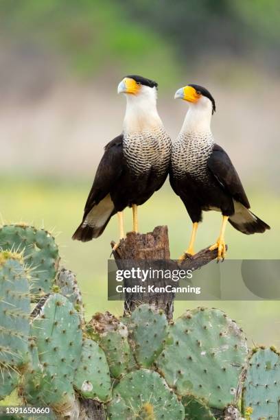 dois crested caracaras compartilham um poleiro - yellow perch - fotografias e filmes do acervo