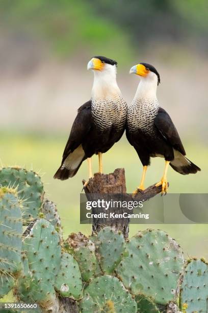 two crested caracaras share a perch - yellow perch bildbanksfoton och bilder