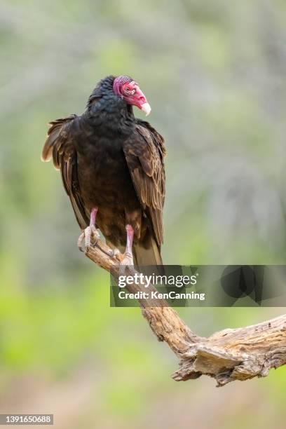 turkey vulture perched on a tree branch - turkey vulture stock pictures, royalty-free photos & images