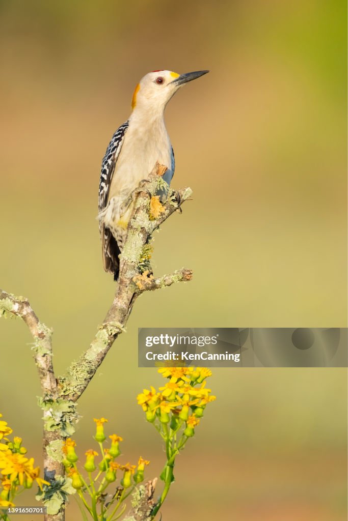 Golden-fronted Woodpecker and Yellow Wildflowers