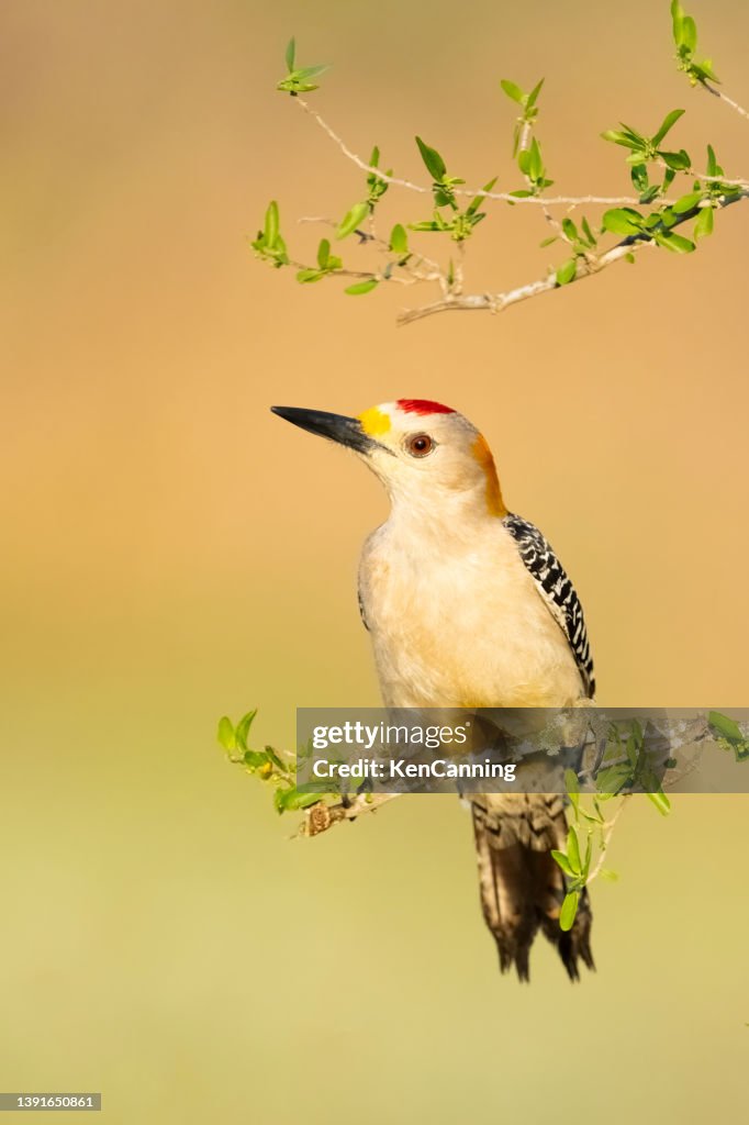 Golden-fronted Woodpecker