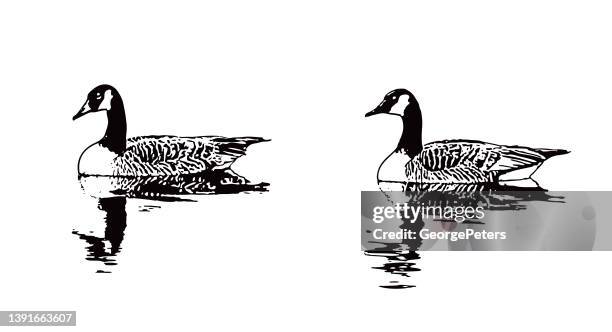 canada goose floating on water - canada goose stock illustrations