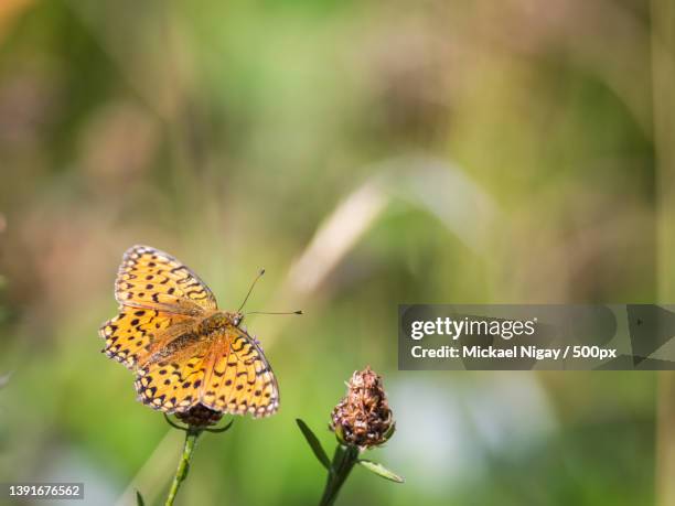 tabac d espagne argynnis paphia,close-up of butterfly pollinating on flower,france - fleur flore stock-fotos und bilder