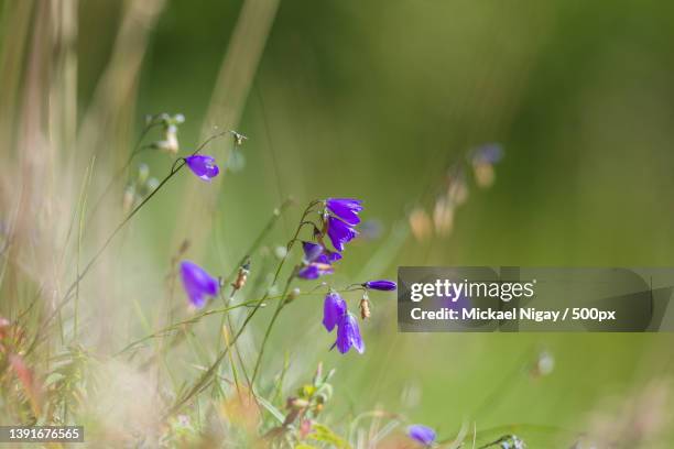 close-up of purple flowering plant on field,savoie,france - fleur flore stock-fotos und bilder