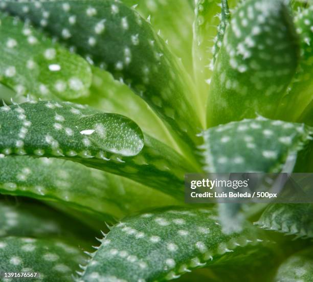 water drops,close-up of wet plant leaves,ottawa,ontario,canada - aloe vera stock-fotos und bilder