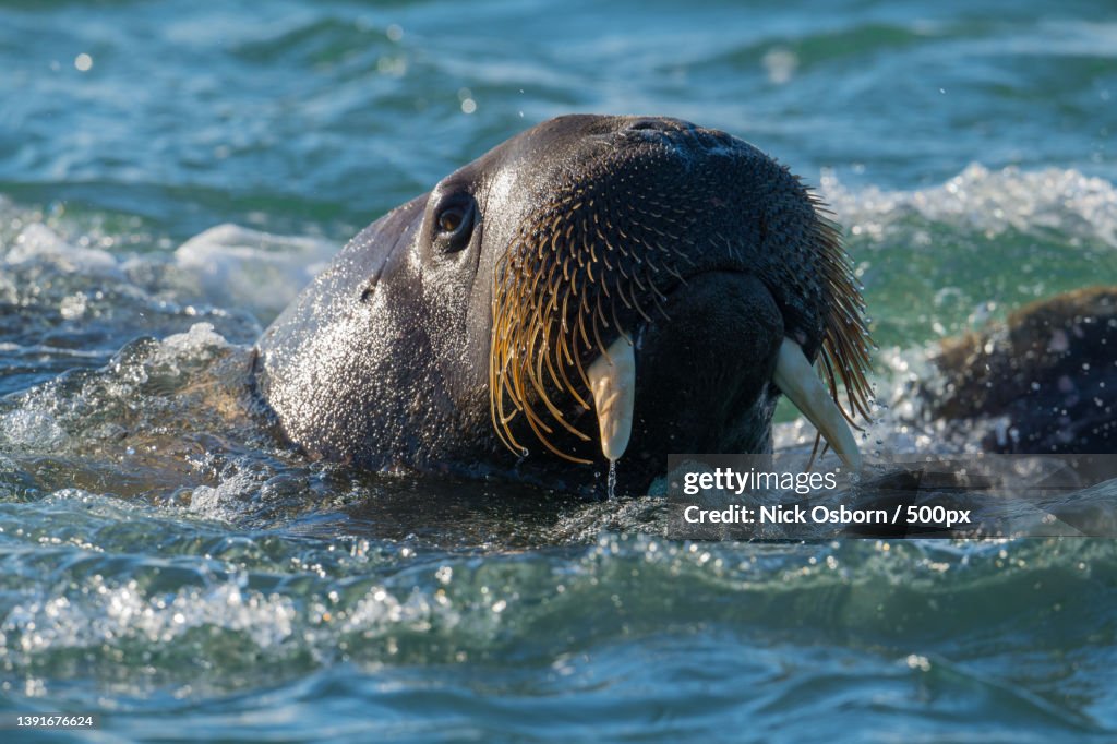 Young Walrus,Close-up of seal swimming in sea,Svalbard,Norway