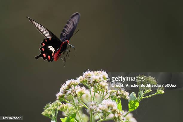 close-up of butterfly pollinating on flower,boardwalk,singapore - farfalla a coda di rondine foto e immagini stock