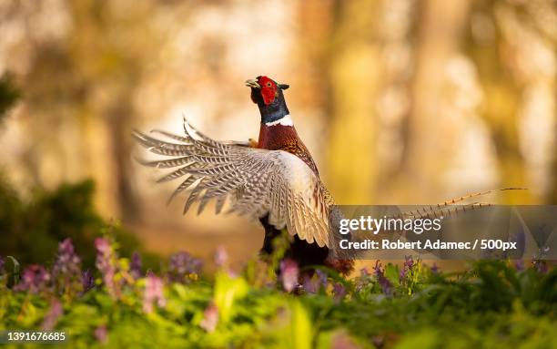 pheasant,close-up of pheasant flying over field - faisans photos et images de collection