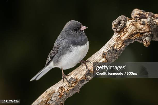 dark-eyed junco,close-up of dark perching on branch - junko stock-fotos und bilder