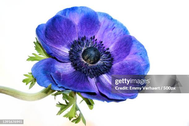 12,320 Anemone Flower Stock Photos, High-Res Pictures, and Images