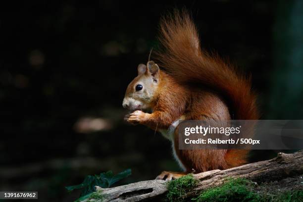 the squirrel,close-up of american red squirrel on tree trunk,germany - american red squirrel stock pictures, royalty-free photos & images