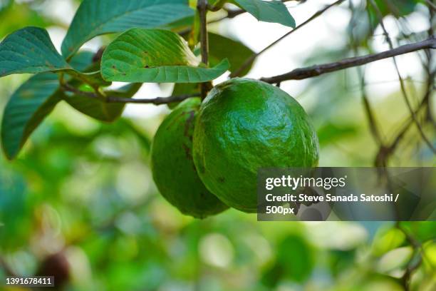 guava,close-up of fruit growing on tree,johor bahru,johor,malaysia - guayaba fotografías e imágenes de stock