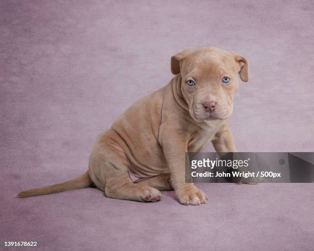 xl bully puppy,portrait of pit bull terrier sitting on floor,united kingdom,uk - american pit bull terrier stock-fotos und bilder