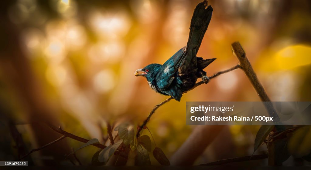 Grackle Bird,Close-up of songpasserine bird perching on plant,New Delhi,Delhi,India