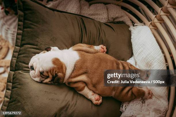 high angle view of bullenglish bullpurebred dog sleeping on sofa at home - bulldog inglés fotografías e imágenes de stock