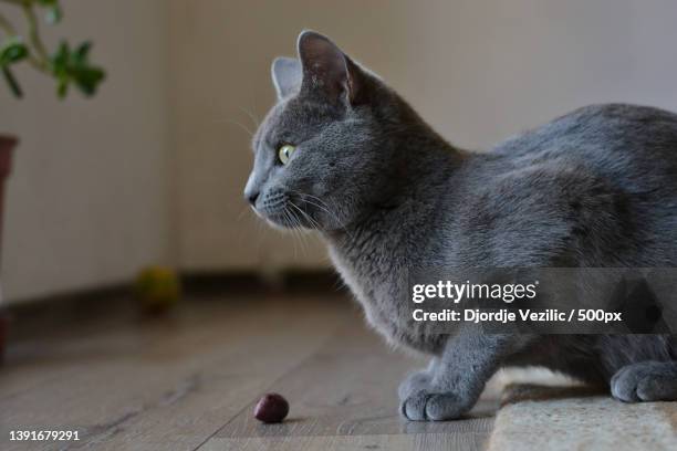 russian blue cat looking in the distance,serbia - russian blue cat stock pictures, royalty-free photos & images