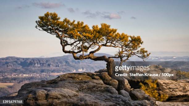 der baum,scenic view of tree against sky,lilienstein,germany - quiver tree stock pictures, royalty-free photos & images