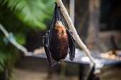 Bats are hanging in zoo cage. Giant golden-crowned flying fox