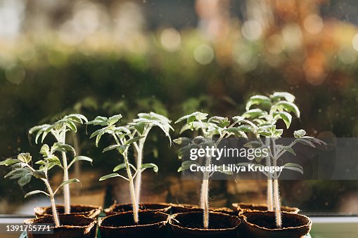 Tomato plants. Tomato plants.