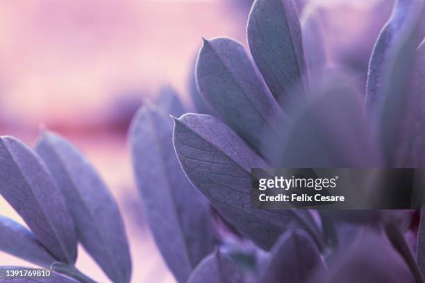 purple plant leaves. - wise stock pictures, royalty-free photos & images