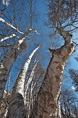 Cohabitation of birch and larch (2)