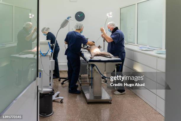 three veterinarians in the operating room. - castration stockfoto's en -beelden