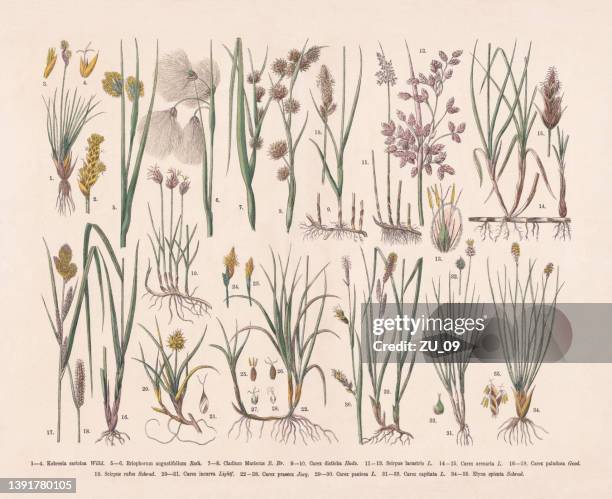 Bull Rushes Coloured 3,722 Bull Rushes Stock Photos, High-Res Pictures, and Images - Getty ...