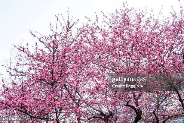 plum blossoms under blue sky - plum blossom stock pictures, royalty-free photos & images