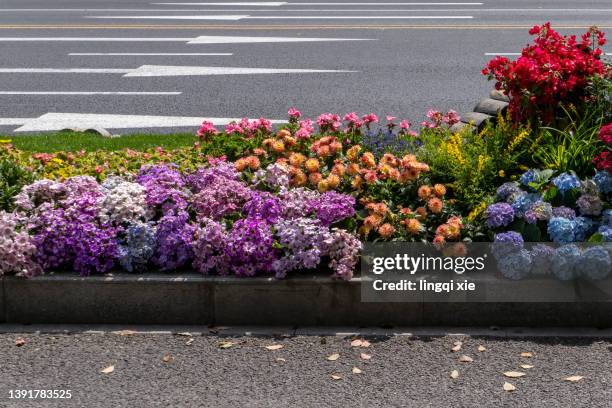 flowers blooming on the green belt on the street - bordsteinkante stock-fotos und bilder