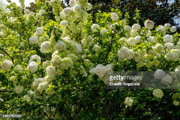 blooming wood hydrangea - viburnum stock pictures, royalty-free photos & images
