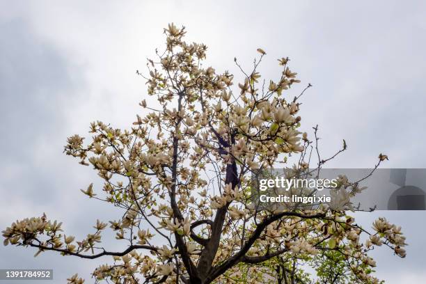 blooming magnolia - magnolio fotografías e imágenes de stock