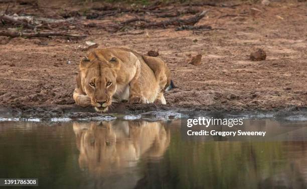 female lion crouched down taking a drink - sabi sands reserve stock pictures, royalty-free photos & images