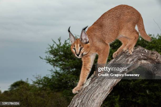 caracal african small cat scratches on a tree branch - caracal stock pictures, royalty-free photos & images