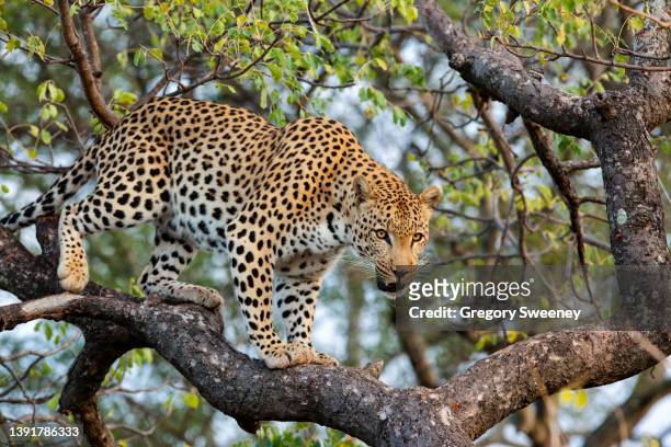 leopard stalking and snarling while in tree - animals attacking stock pictures, royalty-free photos & images